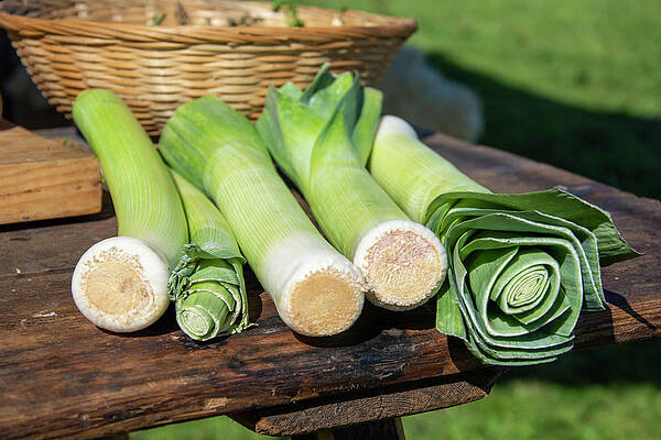 Leeks on the menu by Steev Stamford Leeks on the menu by Steev Stamford