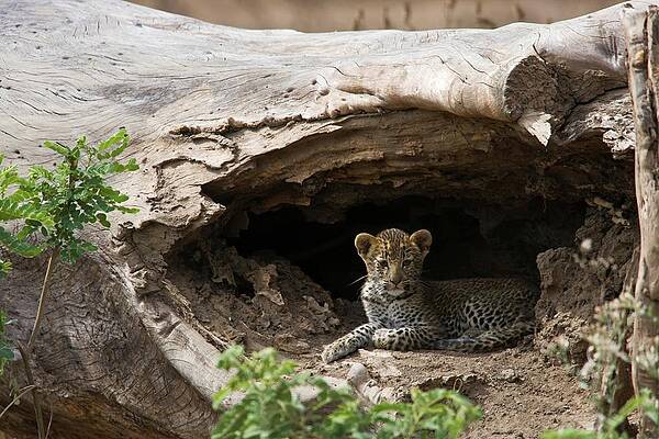 Wall Art - Photograph - Leopard {panthera Pardus} Cub. Lower by Roger De La Harpe