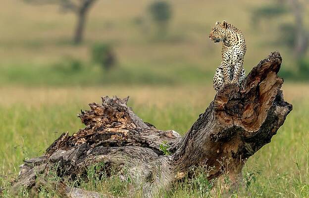 Wall Art - Photograph - Leopard - Serengeti, Tanzania by Giuseppe Damico