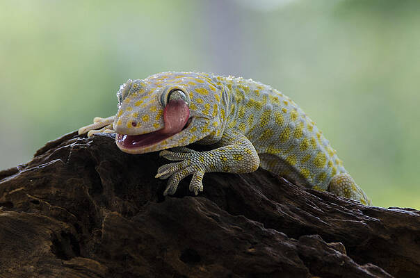 Wall Art - Photograph - Lick Itself by Rawisyah Aditya