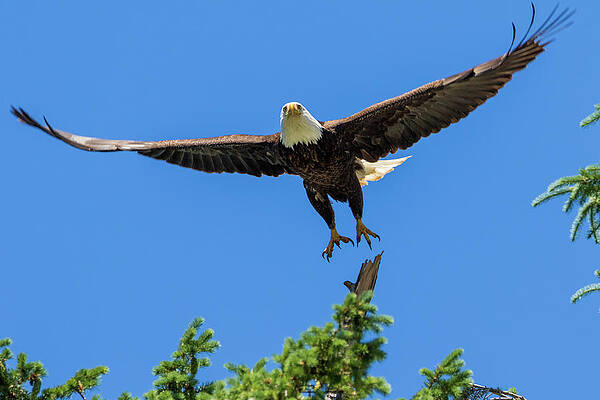 Lift off by Michelle Pennell Lift off by Michelle Pennell
