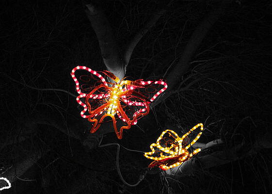Wall Art - Photograph - Light in Flight - Selective Coloring by Colleen Cornelius