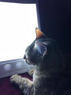 Light Therapy Photograph By Cathy Johnson