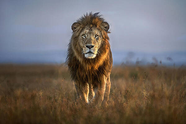 Wall Art - Photograph - Lion Close Up by Xavier Ortega
