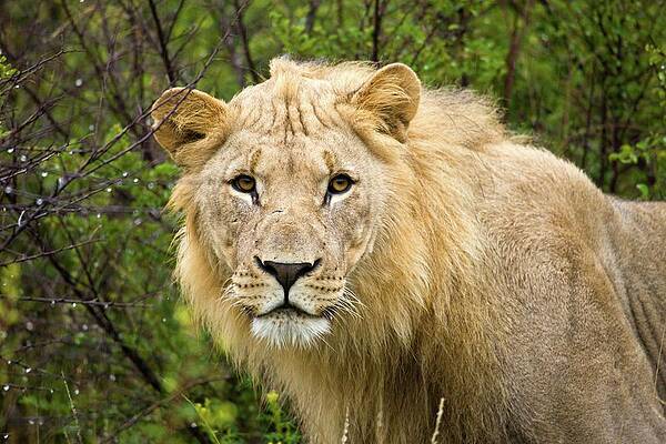 Wall Art - Photograph - Lion (panthera Leo). Madikwe Game by Roger De La Harpe