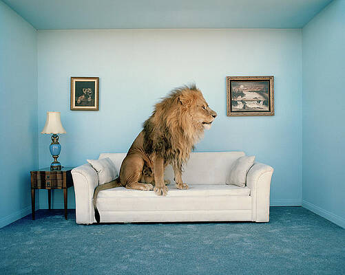 Wall Art - Photograph - Lion Sitting On Couch, Side View by Matthias Clamer