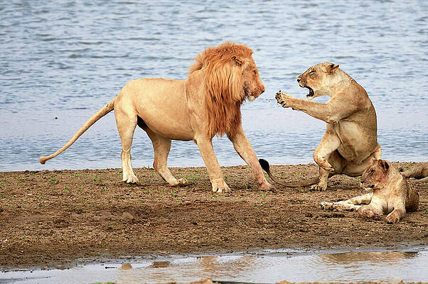 Wall Art - Photograph - Lioness, Aggressively Rebuffing Male Lion Banks Of The by Eric Baccega / Naturepl.com