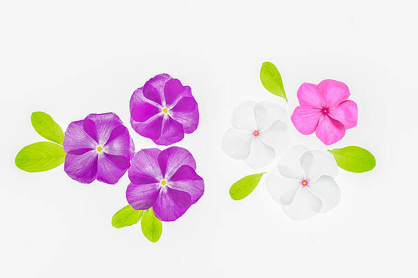 Wall Art - Photograph - Little Flowers by Jenny J Rao
