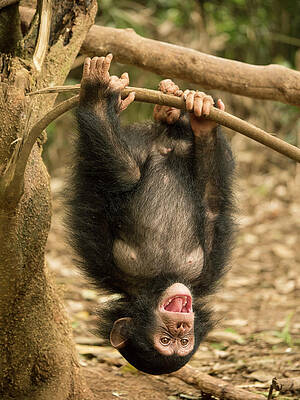 Wall Art - Photograph - Little Larry Playing In Forest by Gerry Ellis