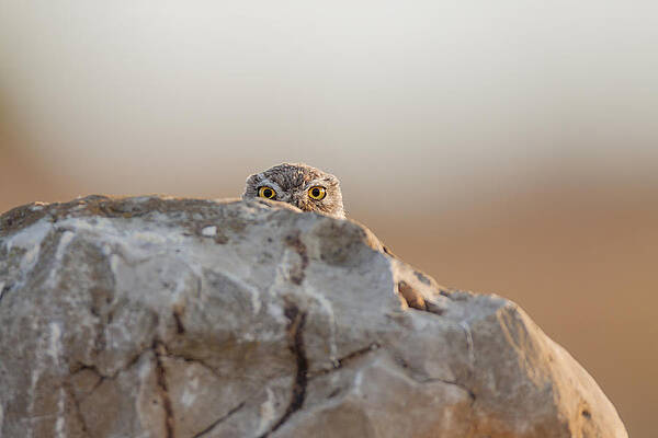 Wall Art - Photograph - Little Owl by Valerio Ferraro