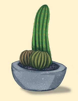 Succulent Plants Drawings for Sale - Pixels