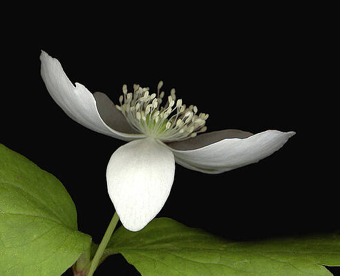 Little White by Sandi F Hutchins Little White by Sandi F Hutchins