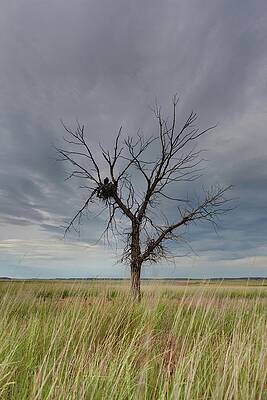 Wall Art - Photograph - Lone Dead Tree With Nesting Mother by Ed Darack