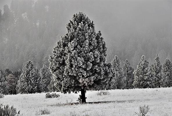 Lone Tree frosted in Meadow by Mike Helland