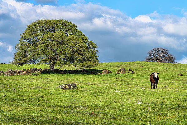 Lonely Steer by Dan McGeorge Lonely Steer by Dan McGeorge