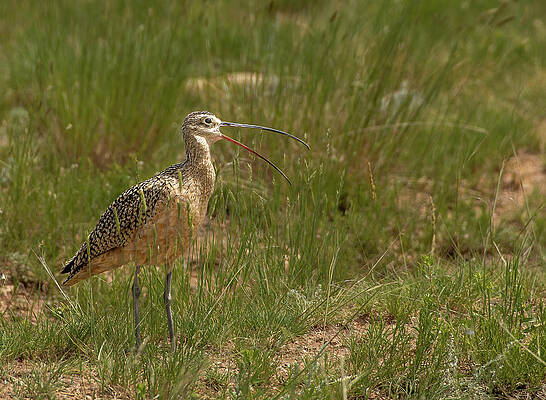 Long-billed Curlew by Gary Beeler Long-billed Curlew by Gary Beeler