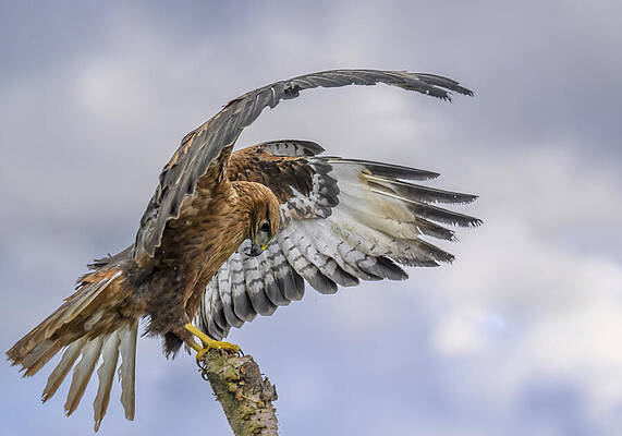 Wall Art - Photograph - Long-legged Buzzard by Marketa Zvelebil Phd Lrps Crgp.
