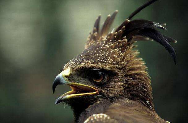 Wall Art - Photograph - Longcrested Eagle. Portrait. Howick by Roger De La Harpe