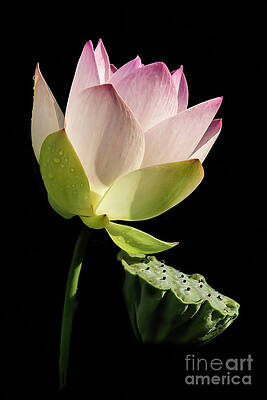 Lotus Basking in the Sun by Sabrina L Ryan Lotus Basking in the Sun by Sabrina L Ryan