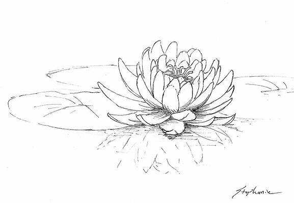 White Lotus Drawings Fine Art America Find over 100+ of the best free white lotus images. white lotus drawings fine art america