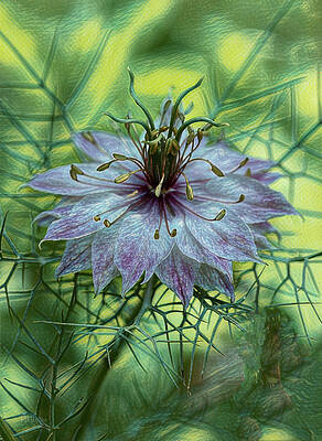 Love-in-a-Mist by Pat Watson Love-in-a-Mist by Pat Watson
