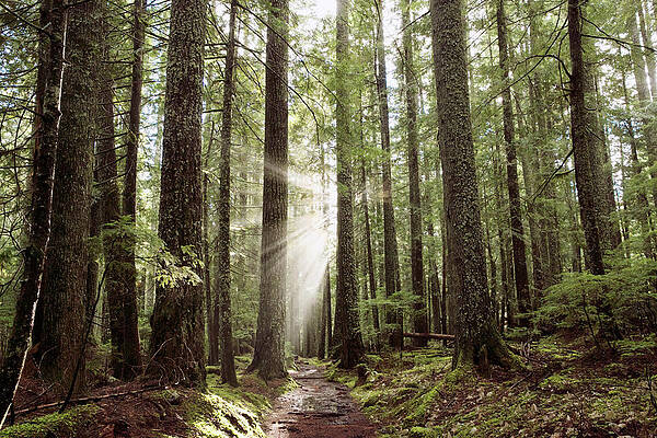 Wall Art - Photograph - Low Angle View Of Sunbeam Streaming Through Trees In Forest by Cavan Images
