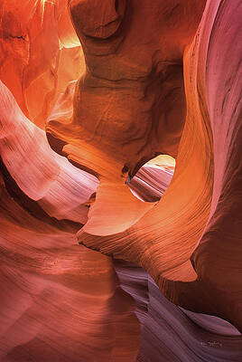 Antelope Paintings Fine Art America