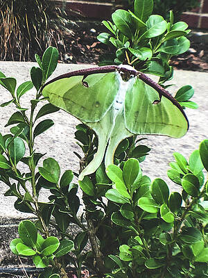 Luna Moth by Kelly Thackeray Luna Moth by Kelly Thackeray