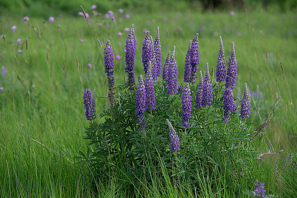 Wall Art - Photograph - Lupine Encounter by Douglas Wielfaert