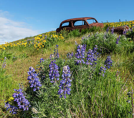 Lupines and Rusty Car by John Trax Lupines and Rusty Car by John Trax