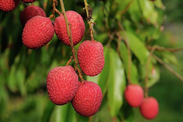 Wall Art - Photograph - Lychee Fruit on Tree by Bradford Martin