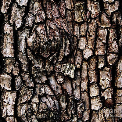 Madrone Tree Bark - Organic Patterns and Textures by Charmian Vistaunet Madrone Tree Bark - Organic Patterns and Textures by Charmian Vistaunet
