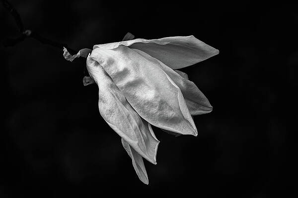 Magnolia Flower by Marzena Grabczynska Lorenc Magnolia Flower by Marzena Grabczynska Lorenc