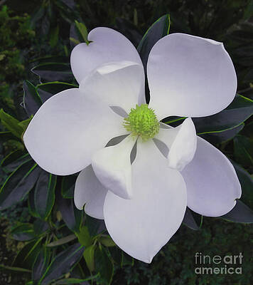 Magnolia Flower Photo F9718 by Mas Art Studio Magnolia Flower Photo F9718 by Mas Art Studio