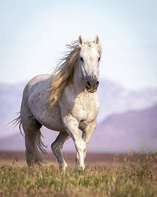Majestic by Darlene Smith Majestic by Darlene Smith