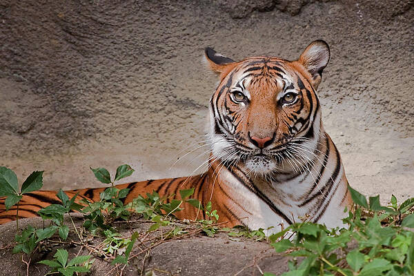Wall Art - Photograph - Malayan Tigress by Galloimages Online