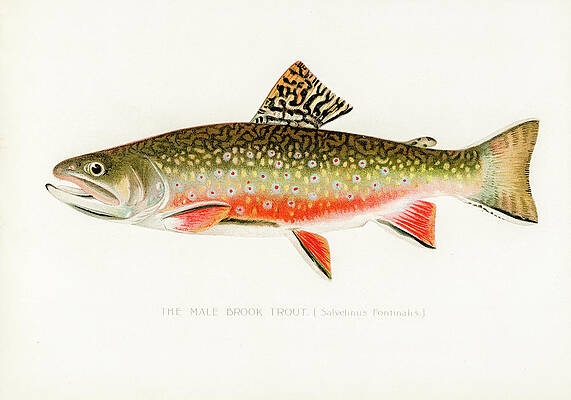 Fly Fishing Lures 15 Drawing by David Letts - Fine Art America