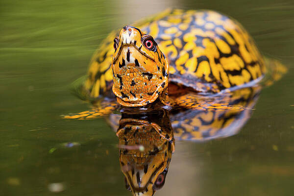 Wall Art - Photograph - Male Eastern Box Turtle In Wetland Stream. East Haddam by Lynn M Stone / Naturepl.com