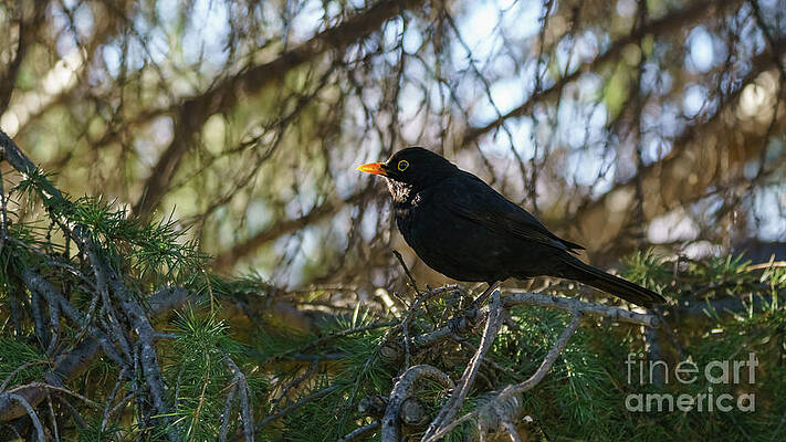 Wall Art - Photograph - Male Eurasian Blackbird Turdus merula by Sapiens Verbum