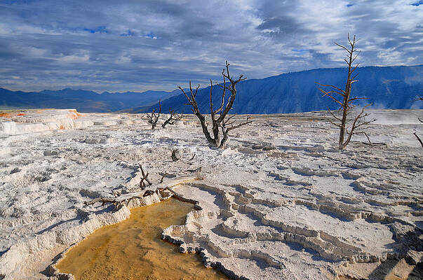 Mammoth Hot Springs Print by Beverly Armstrong