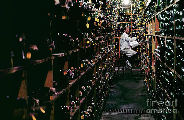 Wall Art - Photograph - Man Checking Samples In Californian Wine Cellar by Science Photo Library
