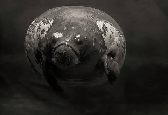 manatee by Chris Flees manatee by Chris Flees