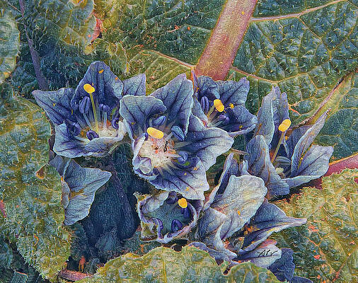 Wall Art - Digital Art - Mandragora Flower by Antonios Valamontes