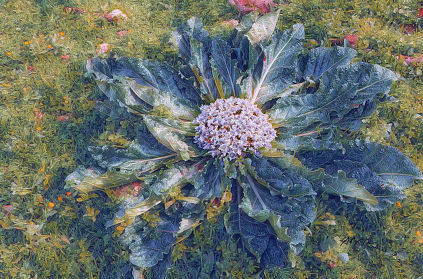 Wall Art - Digital Art - Mandragora Officinarum by Antonios Valamontes