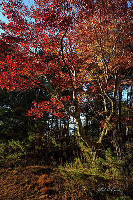 Maple Across The Street by Frederic A Reinecke Maple Across The Street by Frederic A Reinecke