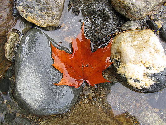 Maple Leaf - #3145 by StormBringer Photography Maple Leaf - #3145 by StormBringer Photography