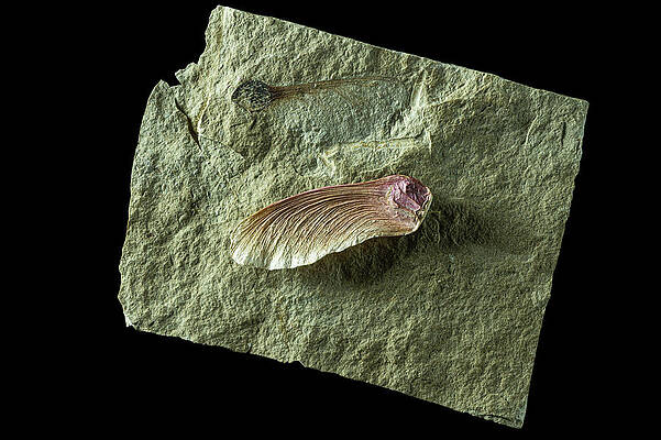 Wall Art - Photograph - Maple Seed Fossil From The Oligocene Period , Compared With by Adrian Davies / Naturepl.com