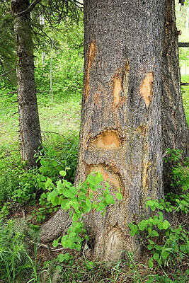 Wall Art - Photograph - Markings On A Tree With The Bark Stripped From The Trunk by Cavan Images