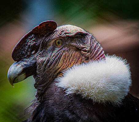 Wall Art - Photograph - May Not Have The Face, But Got The Swag! by Michael Howard