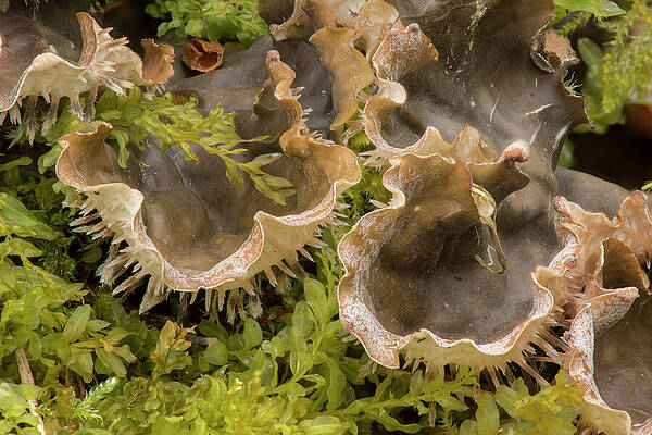 Wall Art - Photograph - Membranous Dog Lichen Showing Rhizines On Underside Of by Chris Mattison / Naturepl.com